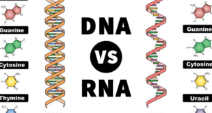 Perbedaan DNA Dan RNA
