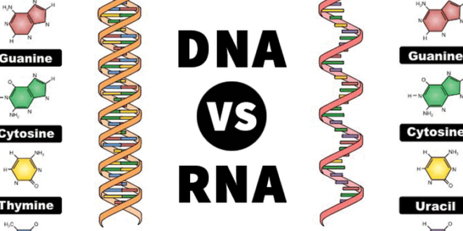 Perbedaan DNA Dan RNA